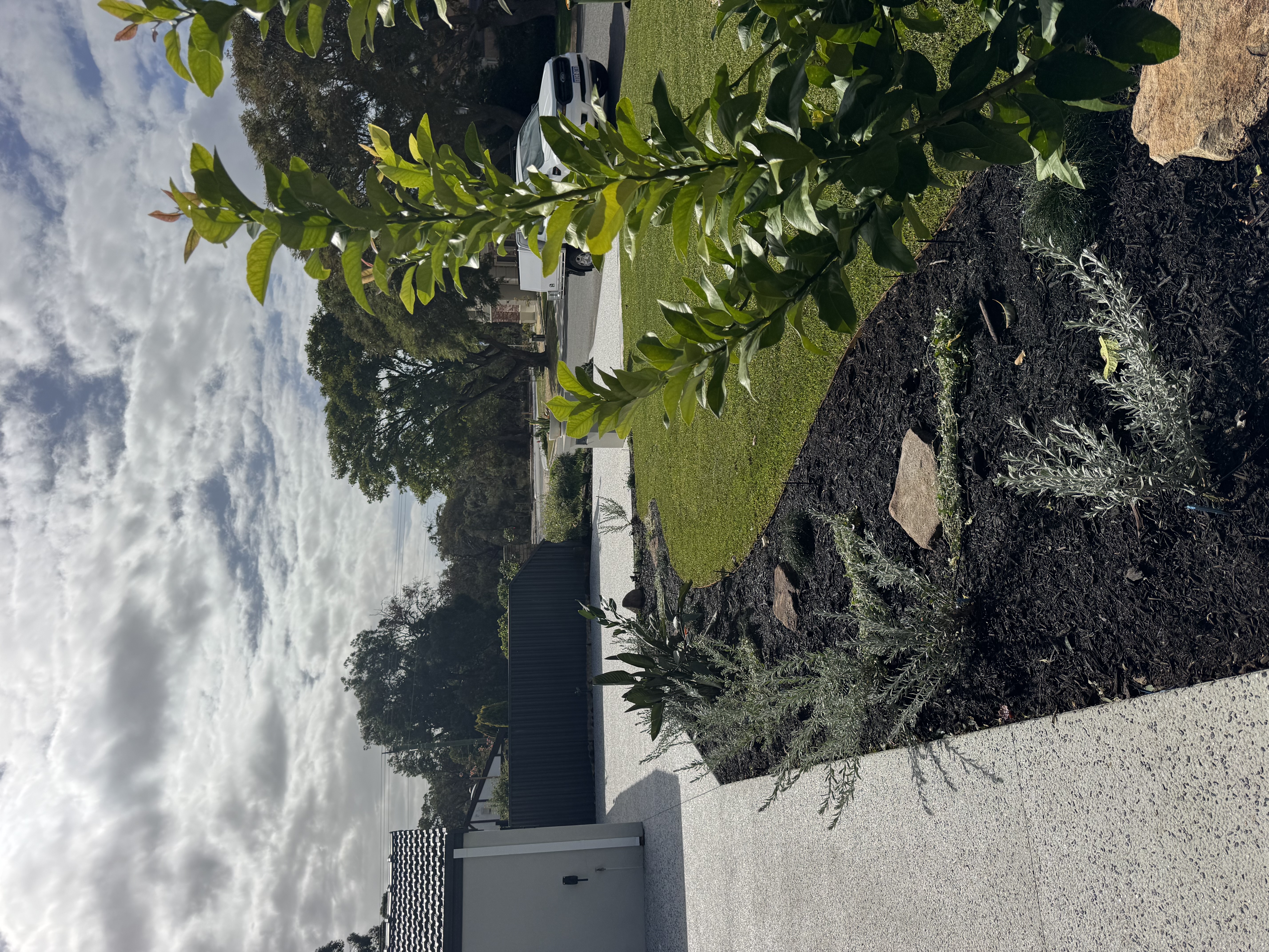 Native coastal garden design with reticulation and turf in Perth
