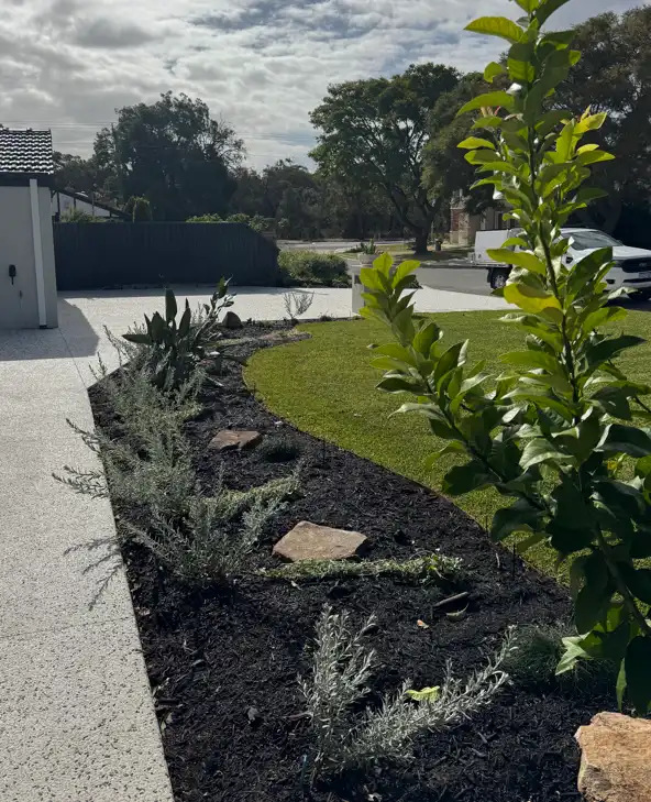 Native coastal garden design with reticulation and turf in Perth